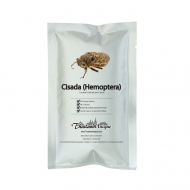 Edible Cisada (Hemoptera)
