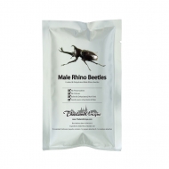 Edible Male Rhino Beetles