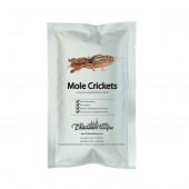 Edible Mole Crickets - Gryllotalpidae