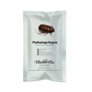 Edible Phyllophaga Rugosa Beetles