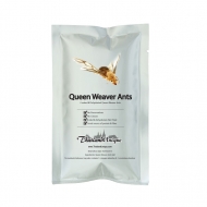 Edible Queen Weaver Ants