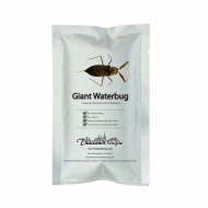 Edible Giant Water Scorpions