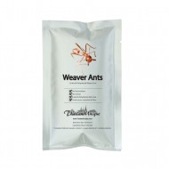 Edible Weaver Ants - Genus Oecophylla