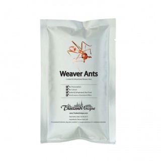 Edible Weaver Ants - Genus Oecophylla