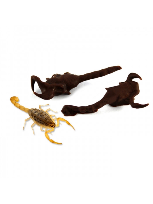 Chocolate Covered Scorpions