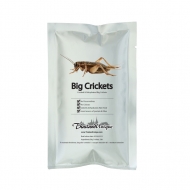 Edible Big Crickets - Gryllus