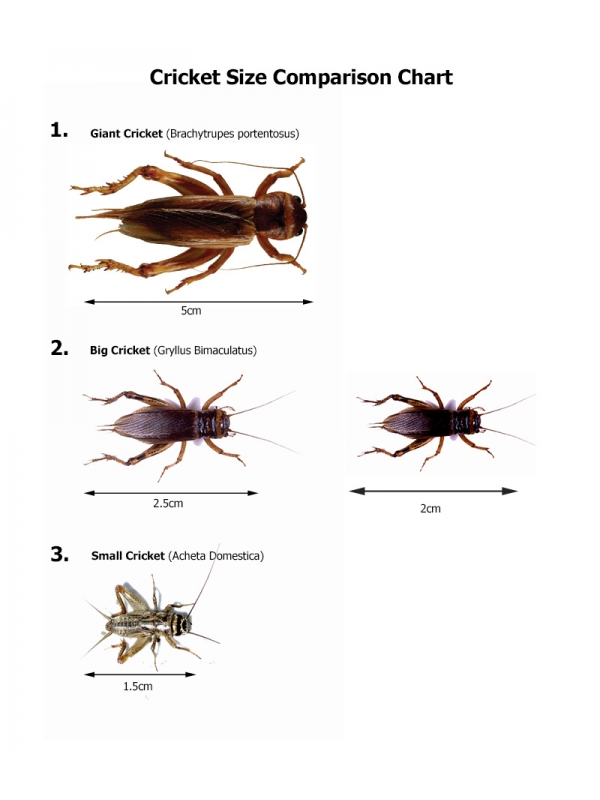 cricket-size-600x800.jpg