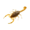 Edible Chinese Armor Tail Scorpions