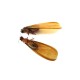 Edible Winged Flying Termites