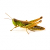 Edible Grasshoppers - Caelifera