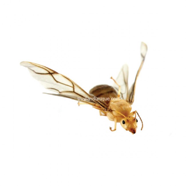 Edible Queen Weaver Ants