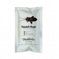 Edible Squash Bugs - Mictis Caja