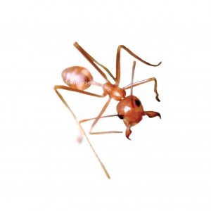 edible-weaver-ants-300x300.jpg