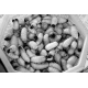 New Product - Sago Worm Larvae