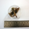 Edible Chinese Armor Tail Scorpions