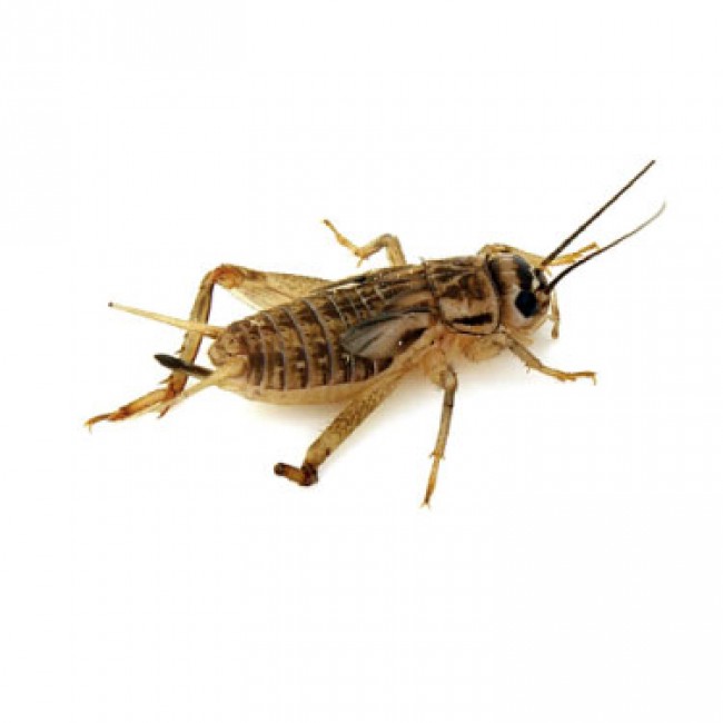 edible crickets