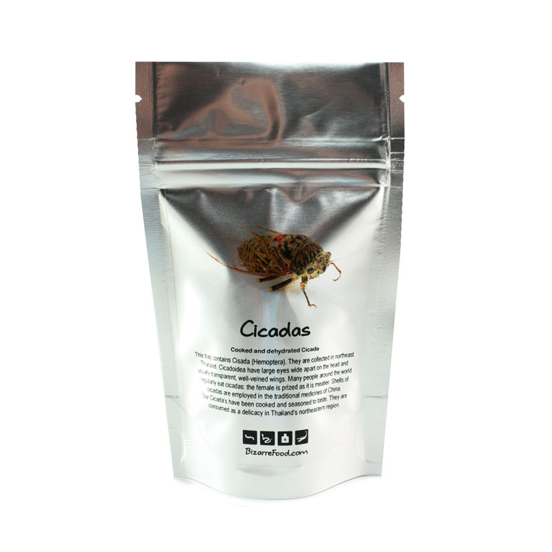 Edible Cisada (Hemoptera)
