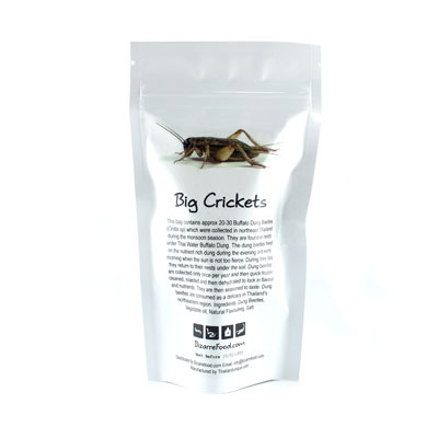 Giant Edible Crickets Giant Edible Crickets