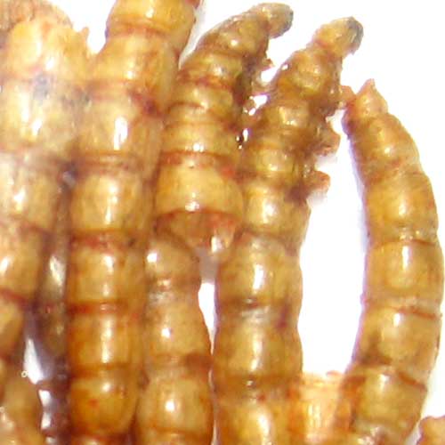 Meal Worms (Dried & Bagged)