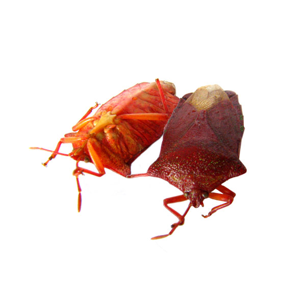edible insect nymphs