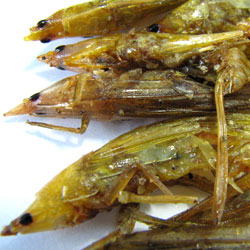 Pointed Nose Grasshoppers Pointed Nose Grasshoppers