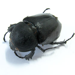 Female Rino Beetles - Click Image to Close