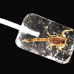 Scorpion Lolly
