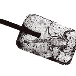 Scorpion Lolly - Click Image to Close