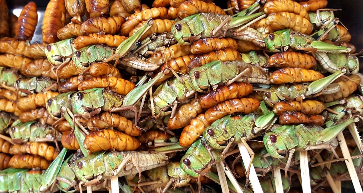 Why TV programs don’t always do edible insects justice