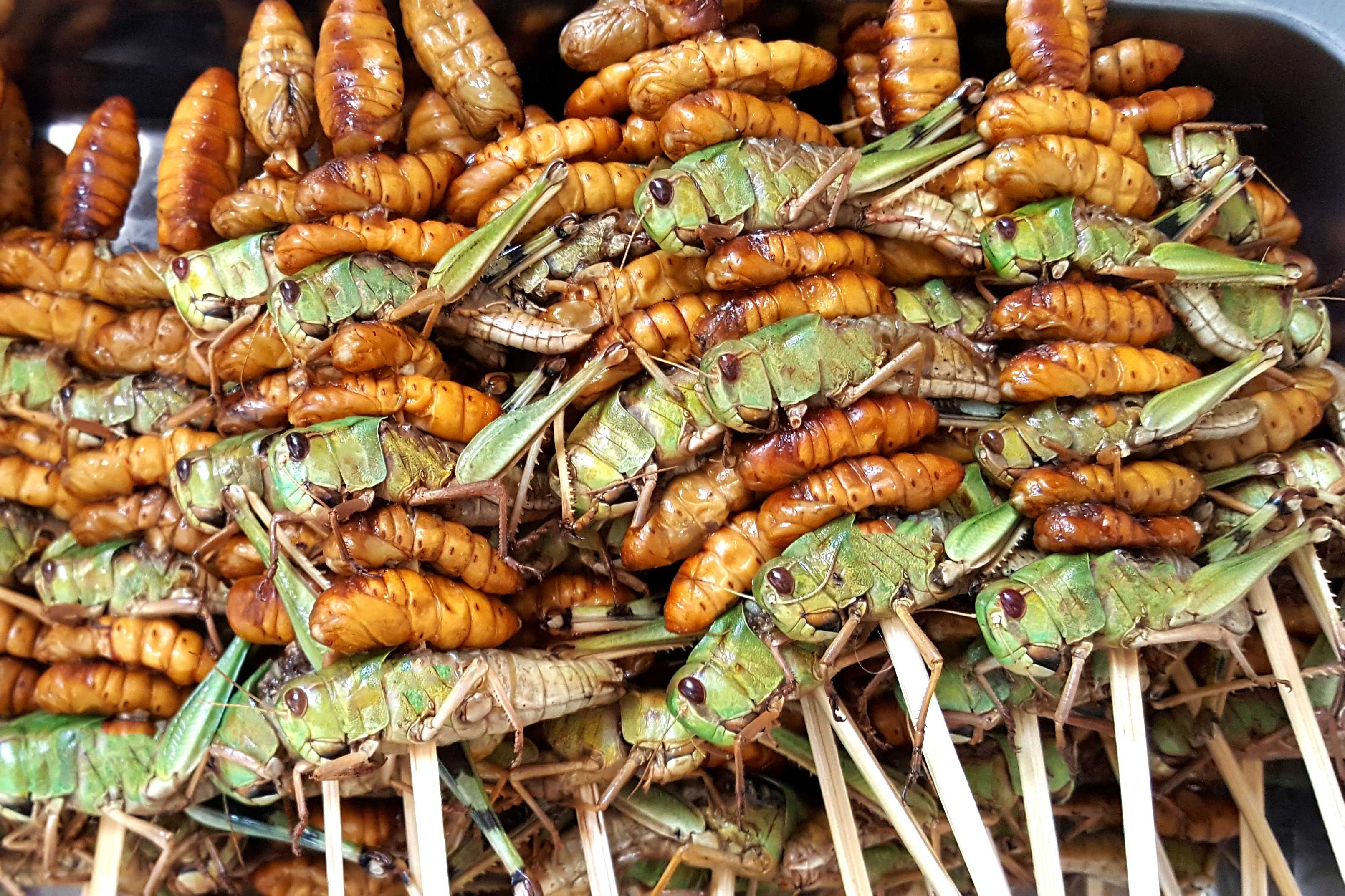 are all insects edible