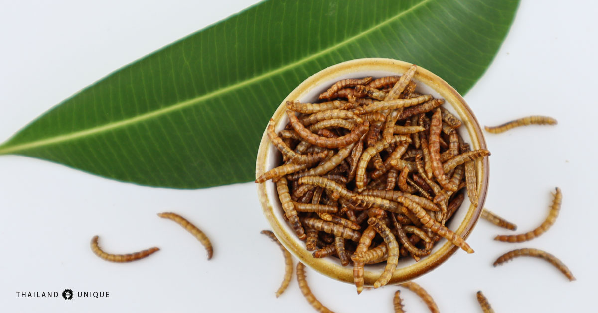 edible mealworms serving suggestion