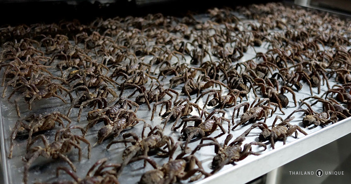 drying edible tarantulas