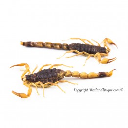 Edible Armor Tail Scorpions