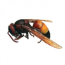 Giant Hornet Larvae Honey Roasted 