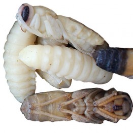 Giant Hornet Larvae Honey Roasted 