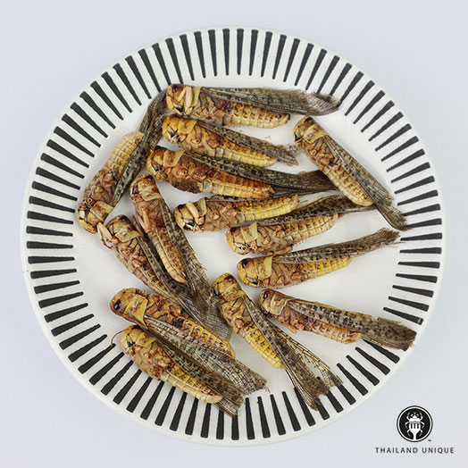 Bulk Wholesale Edible Insects For Sale