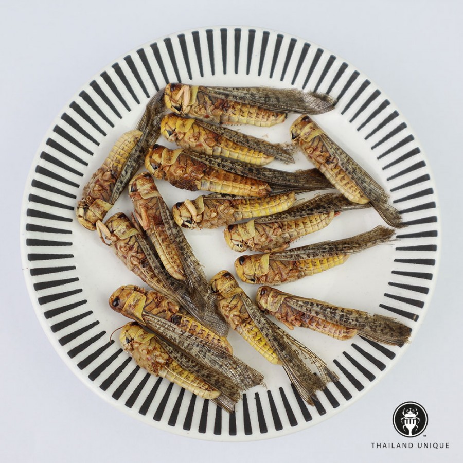 Wholesale Edible Oriental migratory locusts Locusta migratoria manilensis Sp Readytoeat