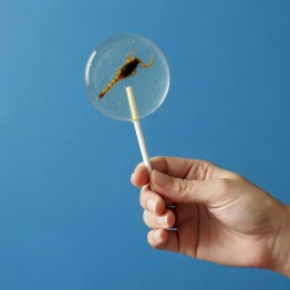 Edible Scorpions bulk Edible Scorpions bulk