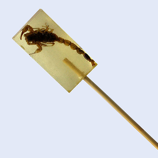 Chinese Yellow Scorpion Candy Lolly