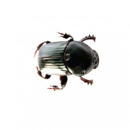 Edible Buffalo Dung Beetles