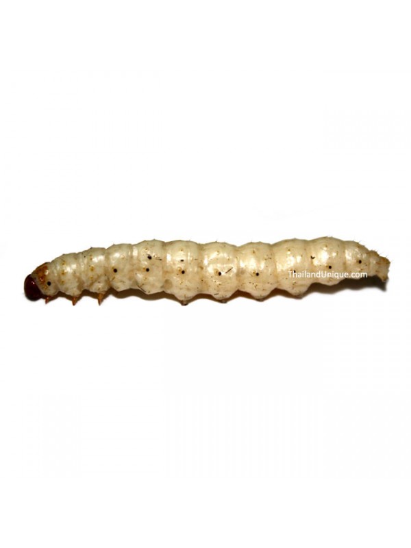 edible bamboo worm pupae