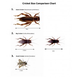 Edible Giant Crickets