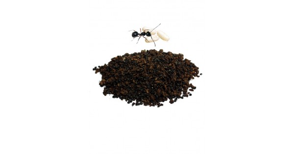 Dehydrated Black Ant Eggs Dehydrated Black Ant Eggs