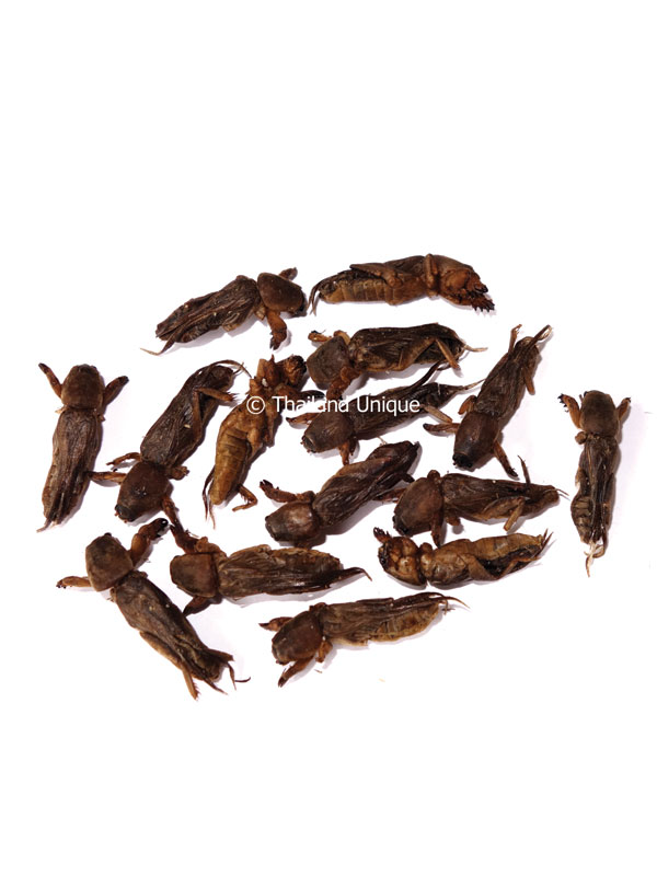 Edible Mole Crickets Gryllotalpidae