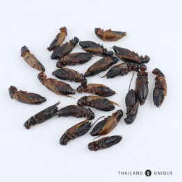 Edible Black Crickets - Gryllus Bimaculatus