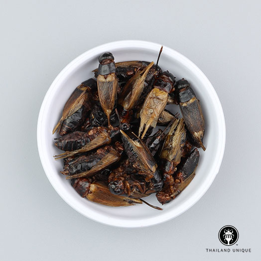 Black Field Crickets Wholesale 500g