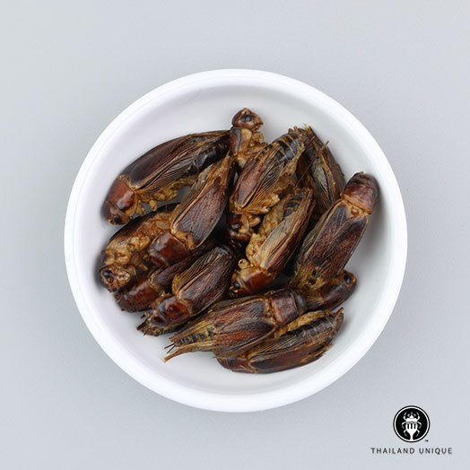 Jamaican Crickets Wholesale