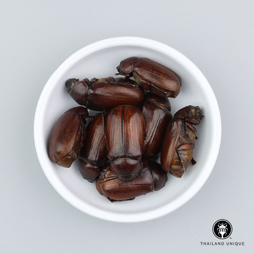 June Beetles Wholesale