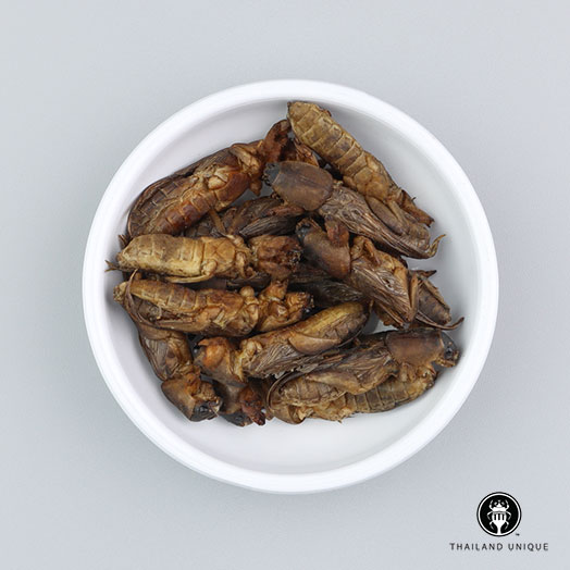 Mole Crickets Wholesale