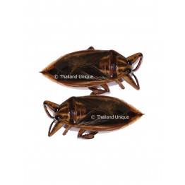Giant Water Bugs - Lethocerus indicus Sp